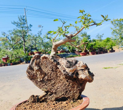 小众送妈妈的花有哪些花