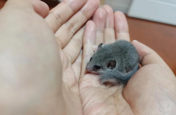 小众送妈妈的花有哪些花