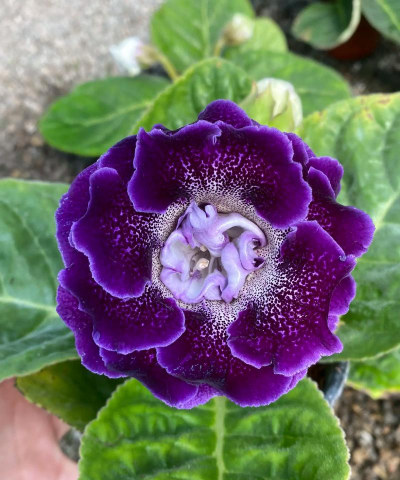 小众送妈妈的花有哪些花