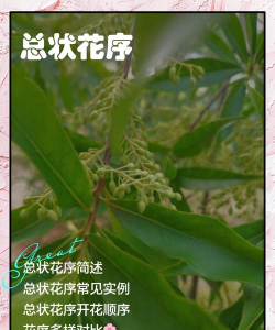 总状花序花有哪些