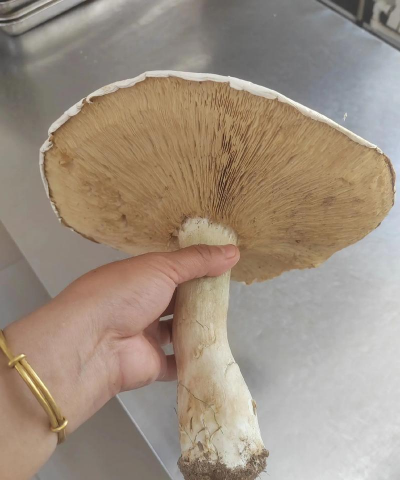 野生蘑菇一个晚上能长多大