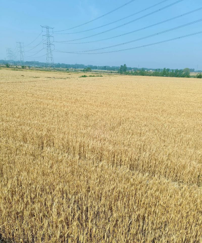 小众送妈妈的花有哪些花