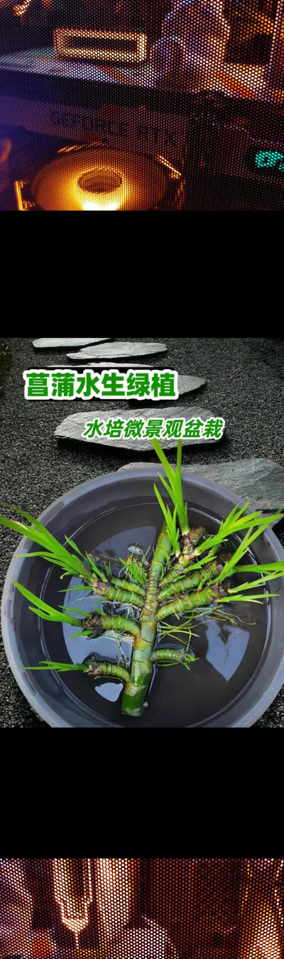 小众送妈妈的花有哪些花