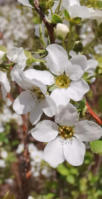 小众送妈妈的花有哪些花