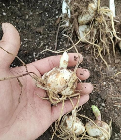 小众送妈妈的花有哪些花