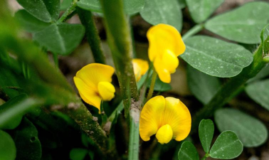 小众送妈妈的花有哪些花