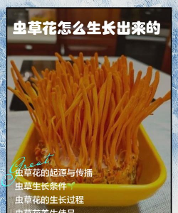 自己种植北虫草怎么种植