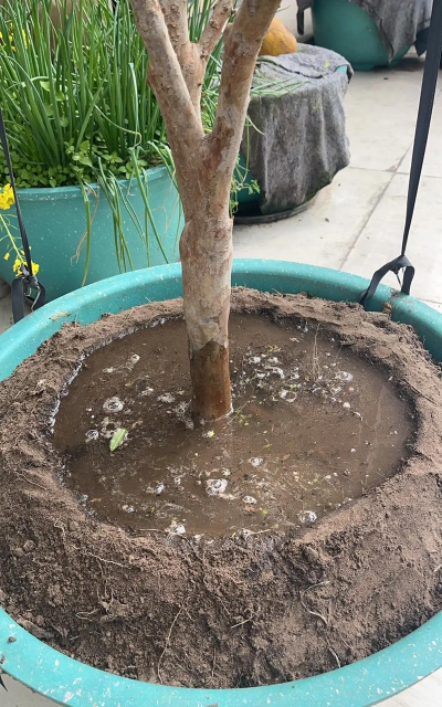 小众送妈妈的花有哪些花