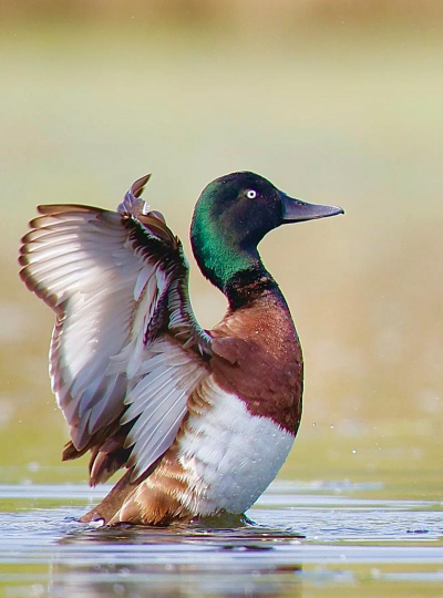 青头潜鸭保护级别