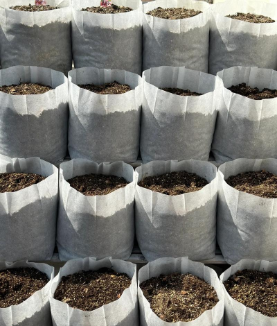 种植袋种菜心怎么种植