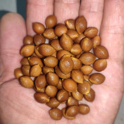 榆叶梅果实可以吃吗