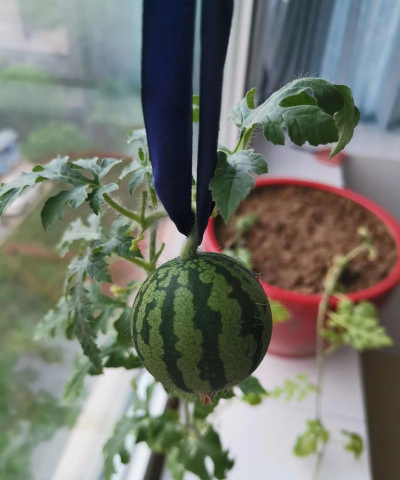 小众送妈妈的花有哪些花