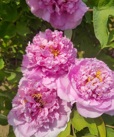 水上公园有哪些花