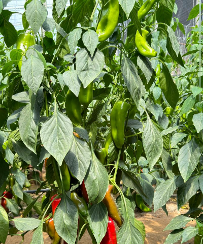 种植泡椒怎么种植的