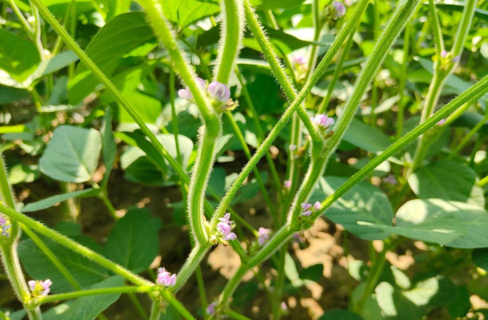 小众送妈妈的花有哪些花