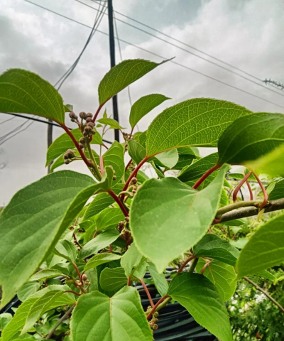 花盆种植软枣怎么种植的