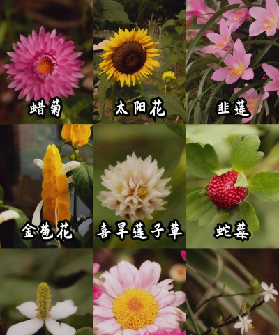 小众送妈妈的花有哪些花