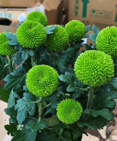 有哪些花是绿色