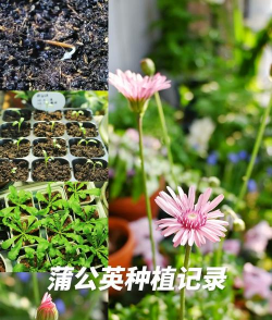 小众送妈妈的花有哪些花