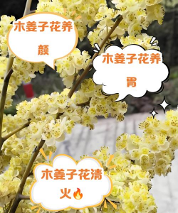 小众送妈妈的花有哪些花