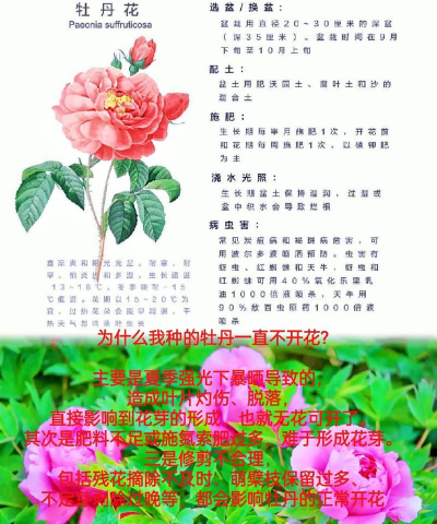 小众送妈妈的花有哪些花