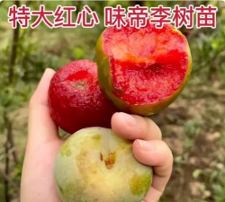 种植青皮红心李怎么种植