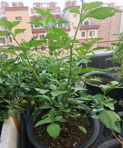 龙葵果种植物怎么种植