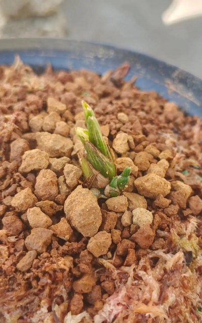 水晶自己种植怎么种植的