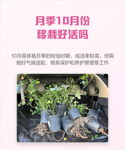 小众送妈妈的花有哪些花