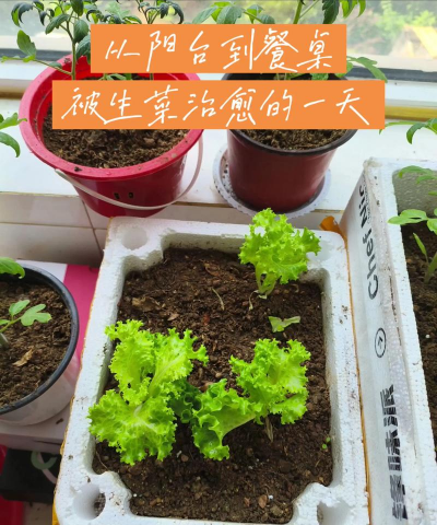 生菜种植间距多少