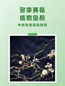 小众送妈妈的花有哪些花