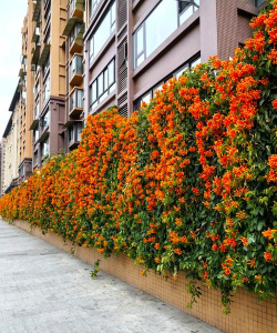 小众送妈妈的花有哪些花