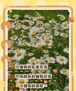 小雏菊 花语