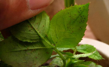 小众送妈妈的花有哪些花
