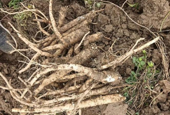 党参产地在哪里