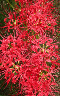 小众送妈妈的花有哪些花