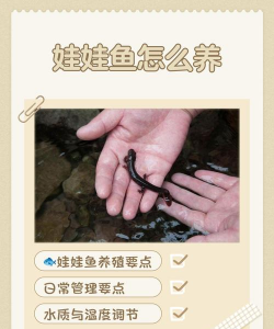 娃娃鱼能人工养殖吗