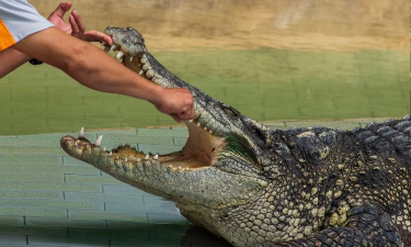 小众送妈妈的花有哪些花