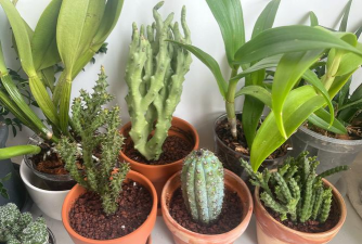 小众送妈妈的花有哪些花