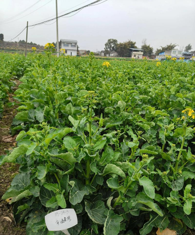 千斤高产油菜新品种