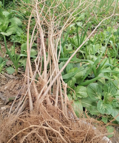 小众送妈妈的花有哪些花