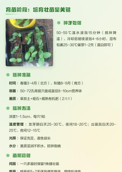 种植西葫芦怎么种植的