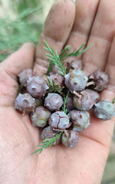 小众送妈妈的花有哪些花