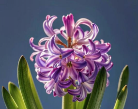 小众送妈妈的花有哪些花