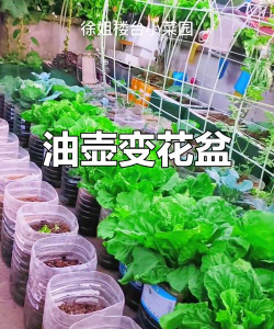 瓶子种植油菜怎么种植的