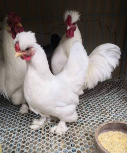 小众送妈妈的花有哪些花