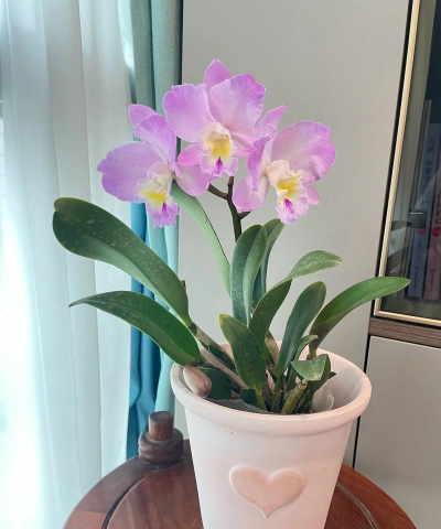 小众送妈妈的花有哪些花