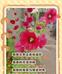 小众送妈妈的花有哪些花