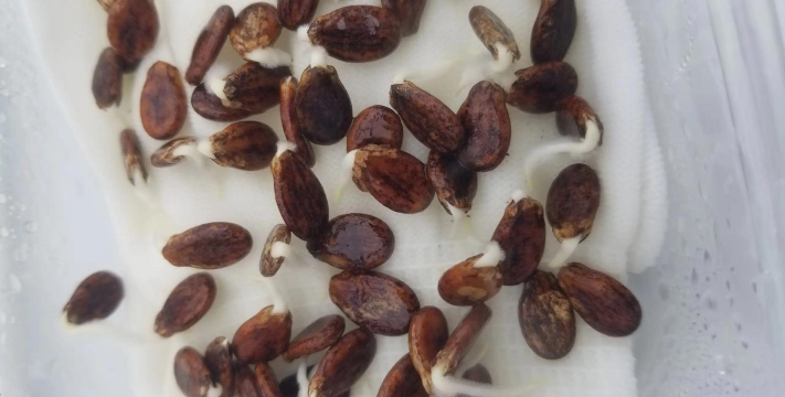 小众送妈妈的花有哪些花