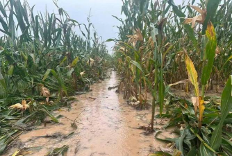 小众送妈妈的花有哪些花